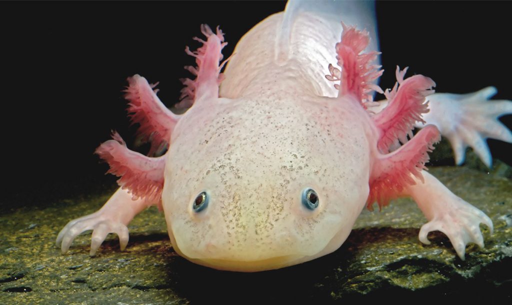 Axolotl - ¿Cómo conquistar a El Cliente Iluminado?